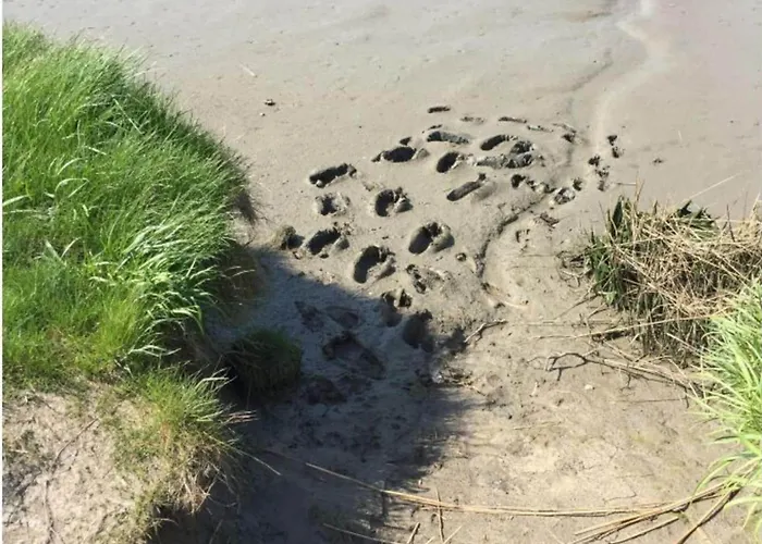 In With Swimming Pool